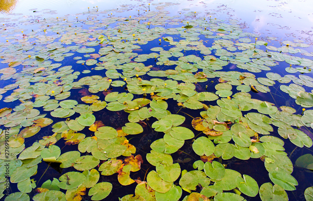 green water lilies on the quiet surface of the lake green water lilies on the quiet surface of the lake