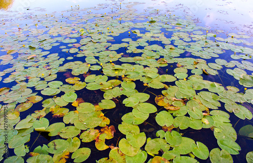 green water lilies on the quiet surface of the lake