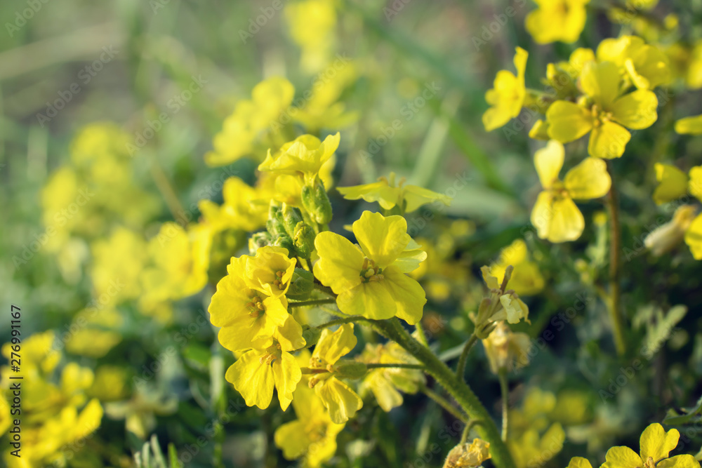 wild yellow spring and summer flowers close up wild yellow spring and summer flowers close up
