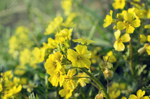 wild yellow spring and summer flowers close up