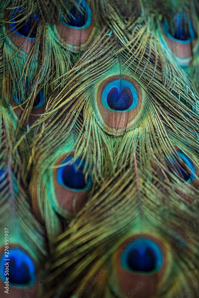 Naklejka premium Detail from a peacock feather close-up