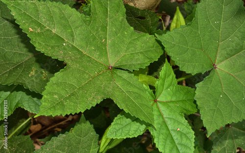 Abroma augustum tree leaves textute, which's name sometimes written Abroma augusta photo