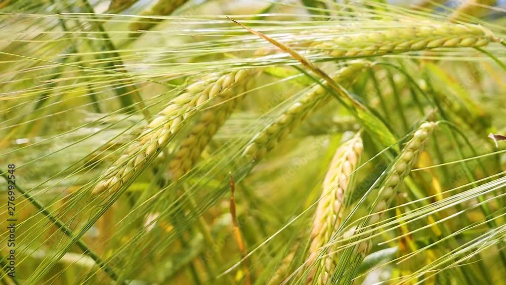 Rye spikelets in a field in summer Rye spikelets in a field in summer