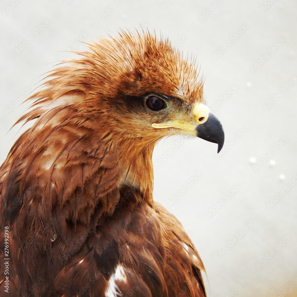 Fototapeta premium portrait of an eagle