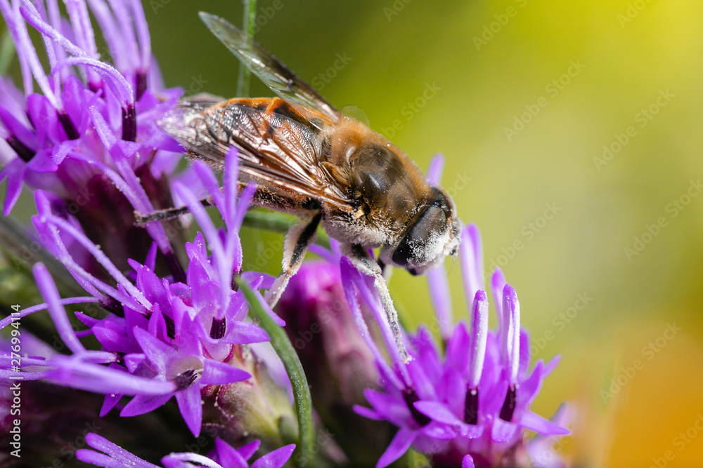 Bee muzzle in pollen. Bee on lilac flower Bee muzzle in pollen. Bee on lilac flower