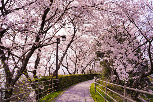 桜 草津 de愛広場 Cherry Blossoms kusatsu deai Square