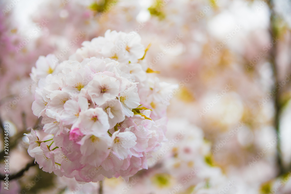 桜　sakura　吉野山　Yoshino Mountain