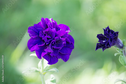 dark purple double flower on dark green background in the country in summer