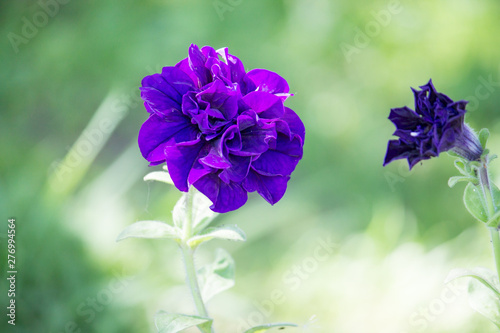 dark purple double flower on dark green background in the country in summer