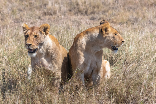 Two young lions standing in the savannah, looking for prey