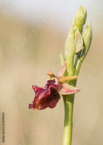 Mammose ophrys macro photography