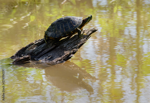 turtle on the lake