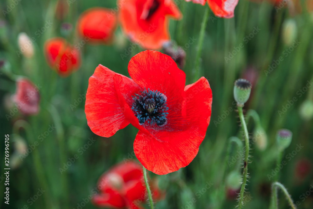 Blooming poppy field (Papaver Rhoeas) in Chisinau, Moldova Blooming poppy field (Papaver Rhoeas) in Chisinau, Moldova