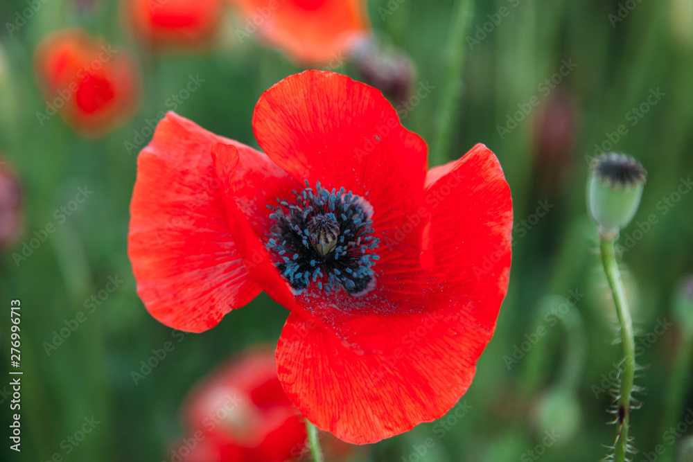 Blooming poppy field (Papaver Rhoeas) in Chisinau, Moldova Blooming poppy field (Papaver Rhoeas) in Chisinau, Moldova
