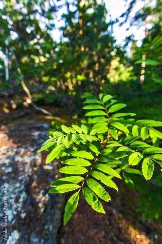 leaves in the forest