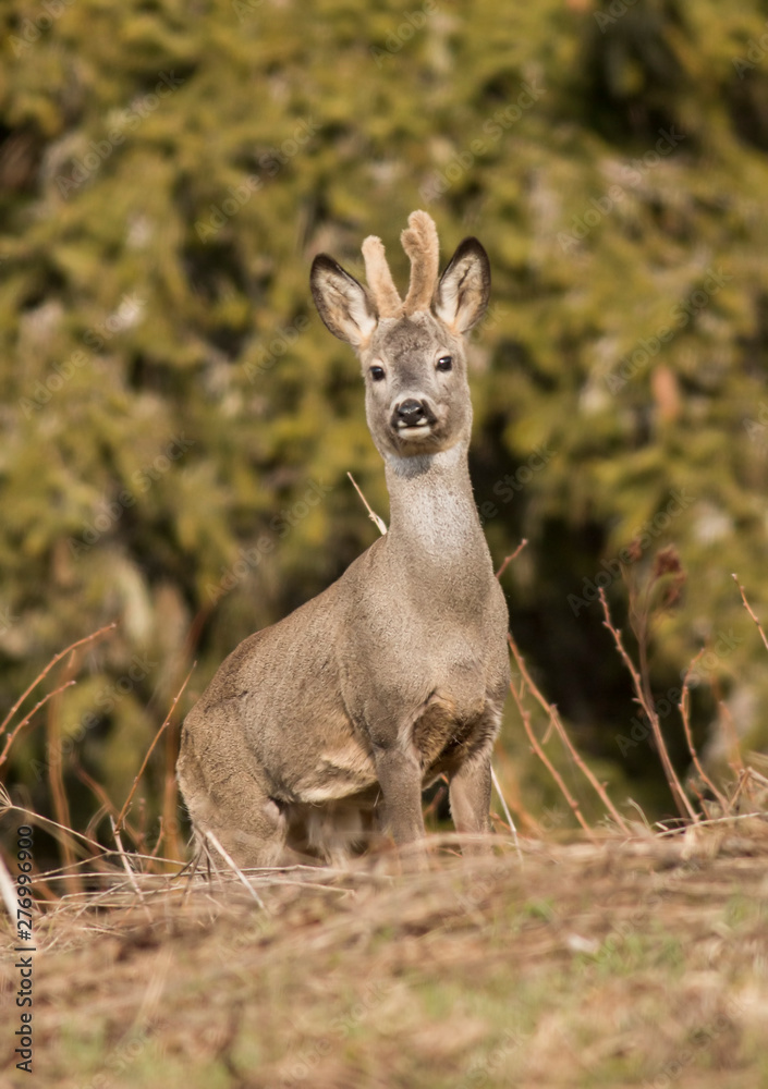Roe Deer watchinng camera Roe Deer watchinng camera