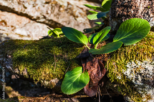 bergenia