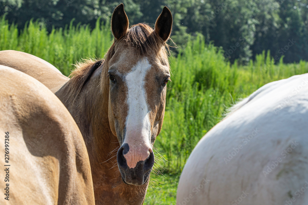 Obraz premium Horse looking back at camera between two others