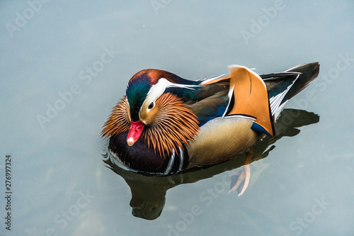The mandarin duck (yuanyang) is a perching duck species found in East Asia, The mandarin, widely regarded as the world's most beautiful duck.