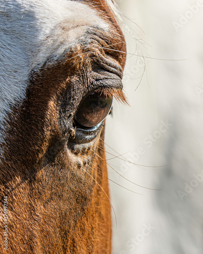 Horse eye portrait