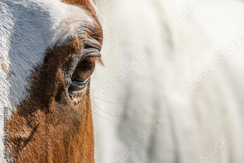 Horse eye horizontal