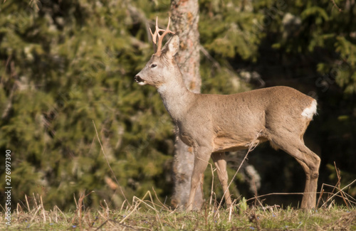 Photography Roe Deer watchinng camera