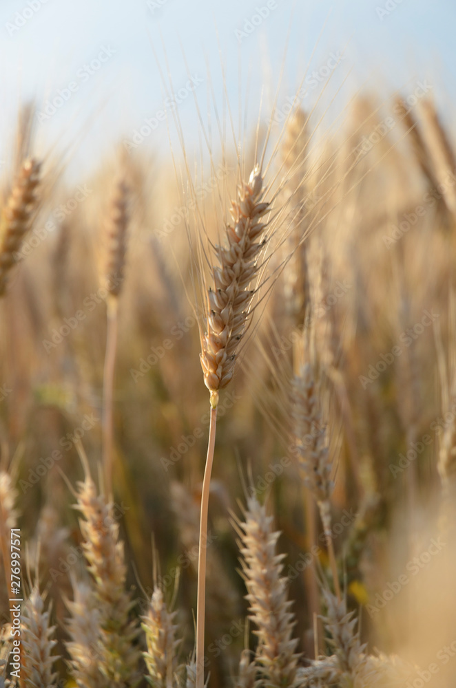 wheat ear on a blurred background of a wheat field