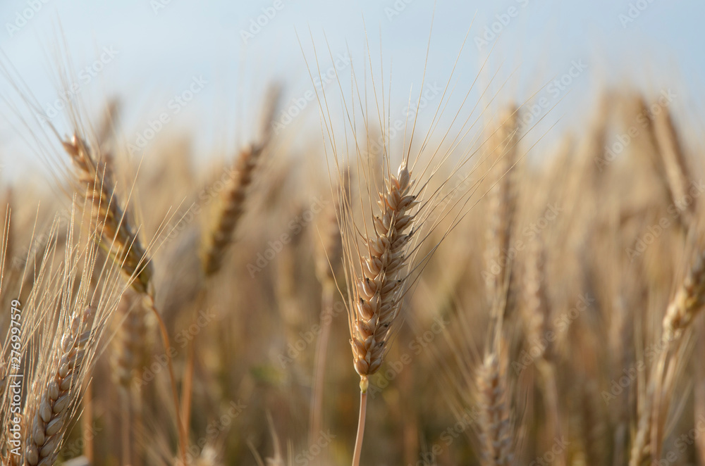wheat ear on a blurred background of a wheat field wheat ear on a blurred background of a wheat field