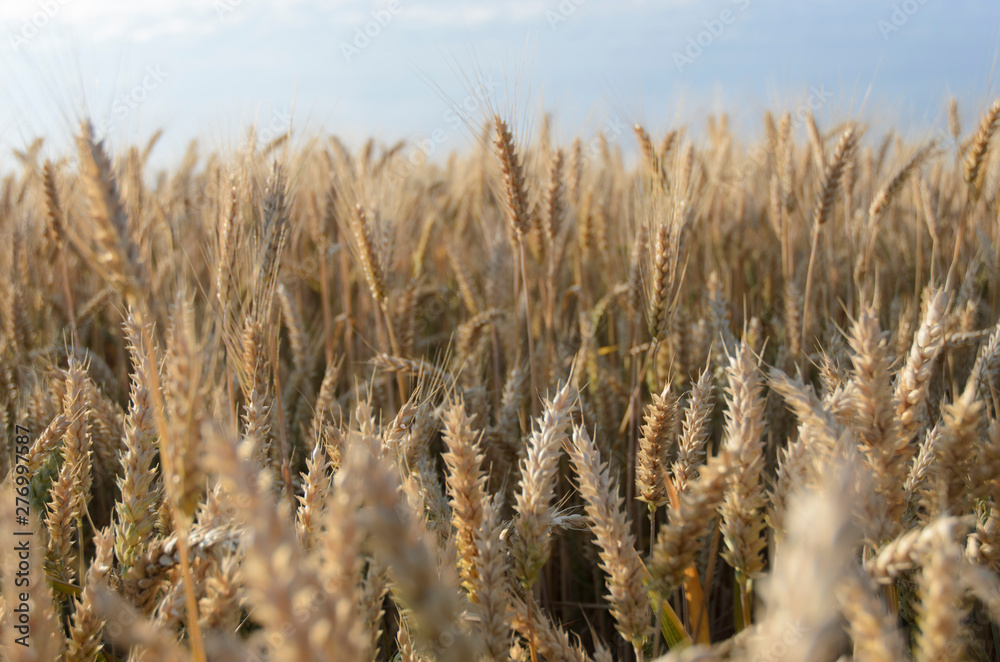 Fototapeta premium wheat ear on a blurred background of a wheat field