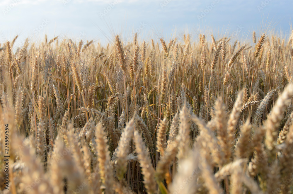 Fototapeta premium Yellow grain ready for harvest growing in a farm field