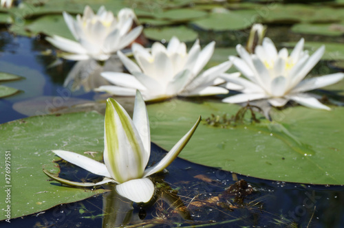 white lilies among the water in the summer in the river  the concept of purity and development