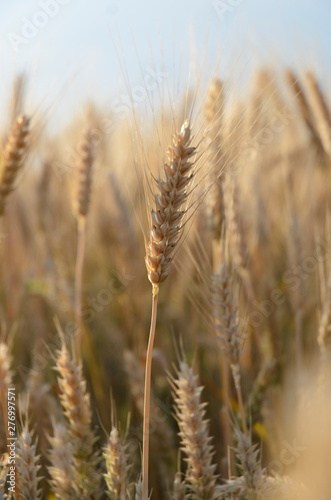 wheat ear on a blurred background of a wheat field
