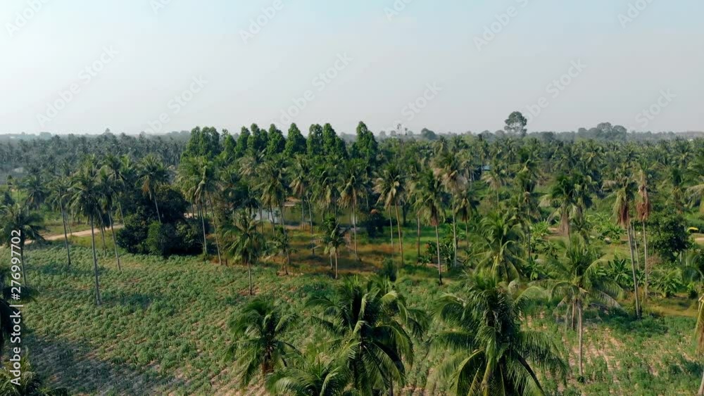 camera shows fresh green palm tree forest with lush leaves bushes and striped field bird eye view