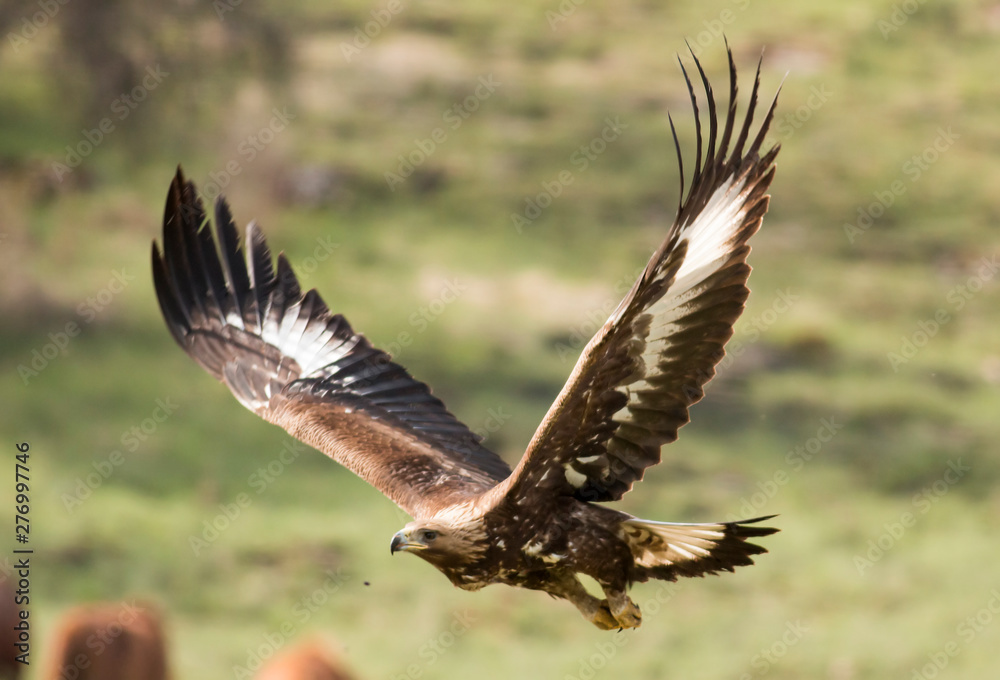 Fototapeta premium Immature Golden eagle eating and flying