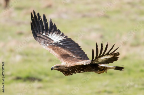 Immature Golden eagle eating and flying