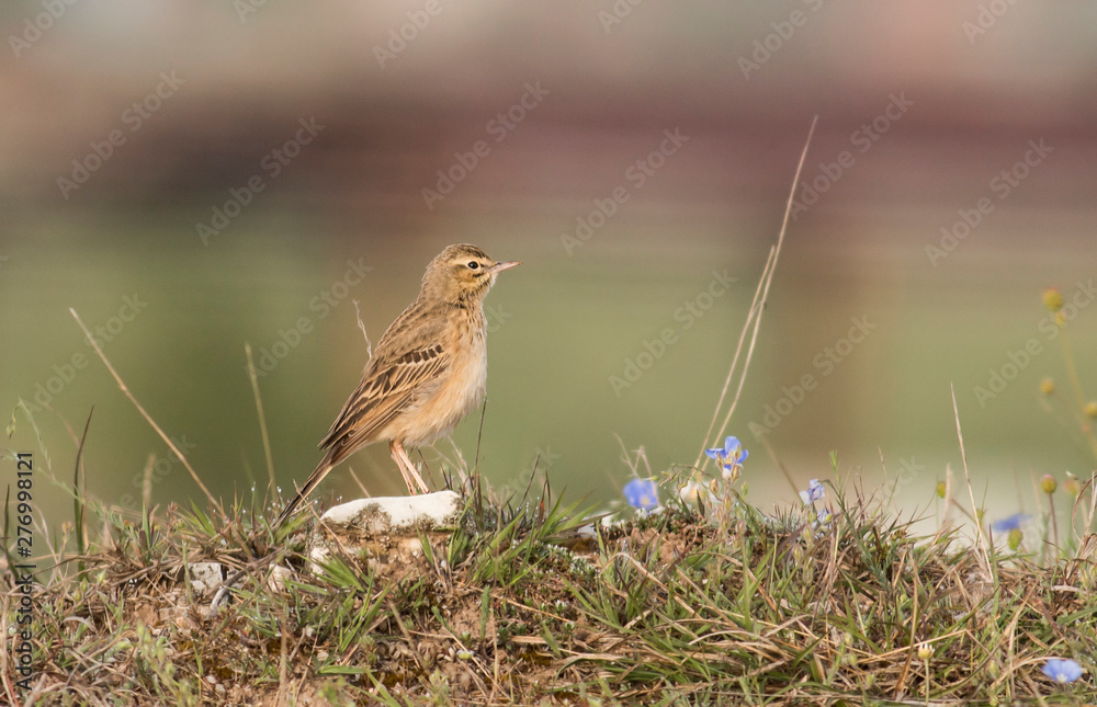 Fototapeta premium Tawny pipit sitting on the ground