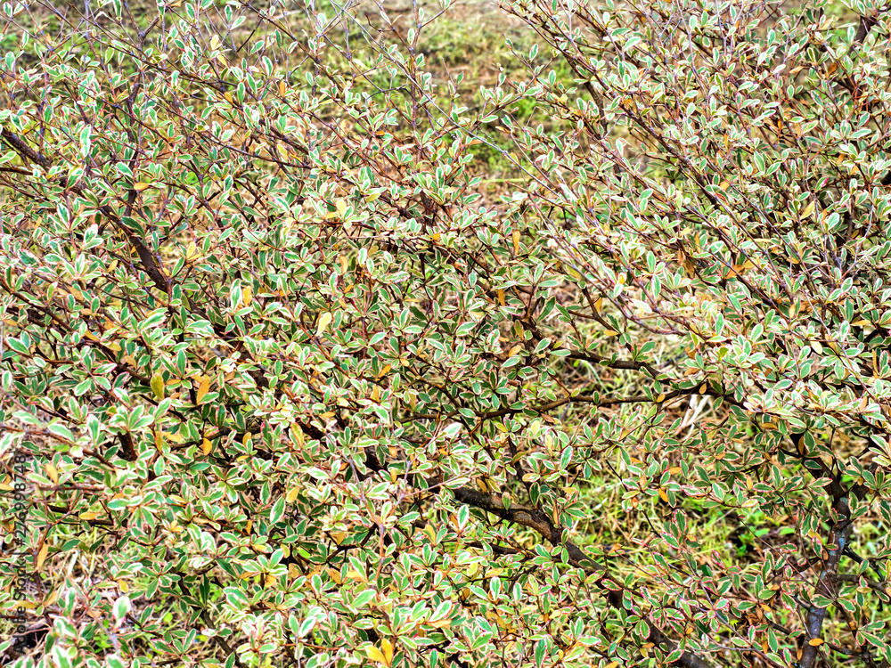Background of leaves That is beautiful 03 Background of leaves That is beautiful 03