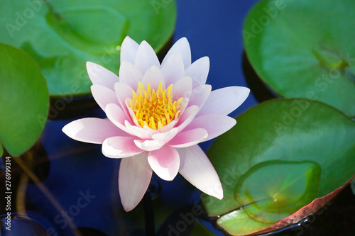 One pink water lily flower blossom on blue water and green leaves background close up  beautiful purple lily in bloom on pond  lotus flower on water surface on sunny summer day  copy space