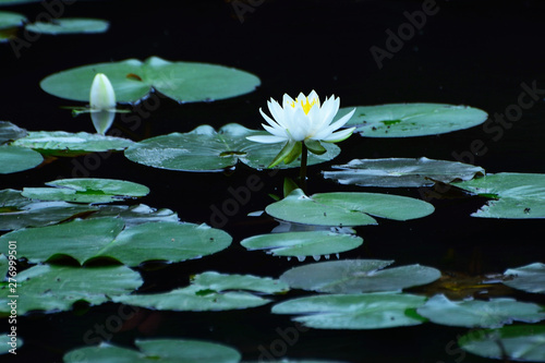 池の水面に睡蓮の花が咲く