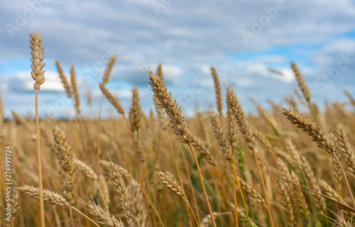 Wheat spikelets on a wheat field close-up against the blue sky