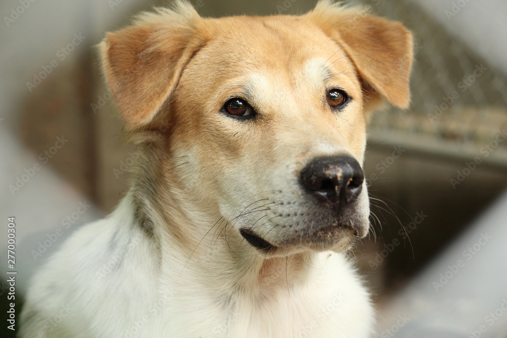 Close Up Head Snout Of Beautiful Young Thai Dog Outdoor. Close Up Head Snout Of Beautiful Young Thai Dog Outdoor.