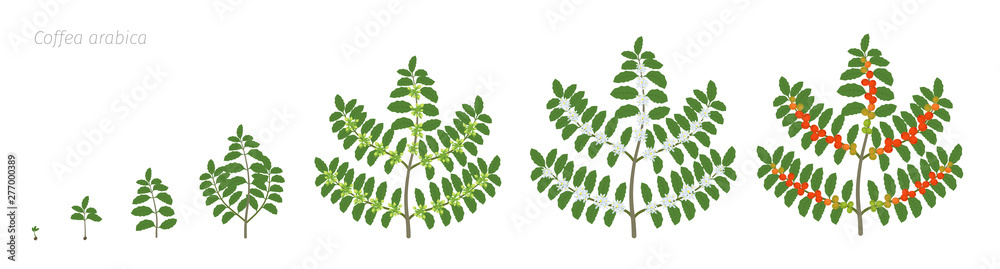 Growth stages of Coffee plant. Bush coffee. Tree coffea arabica red beans plantation. A branch with beans harvest. Colorful flat vector. Green leaves. Animation progression. - obrazy, fototapety, plakaty 