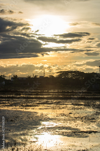 Rice fields in the evening