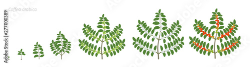 Growth stages of Coffee plant. Bush coffee. Tree coffea arabica red beans plantation. A branch with beans harvest. Colorful flat vector. Green leaves. Animation progression.