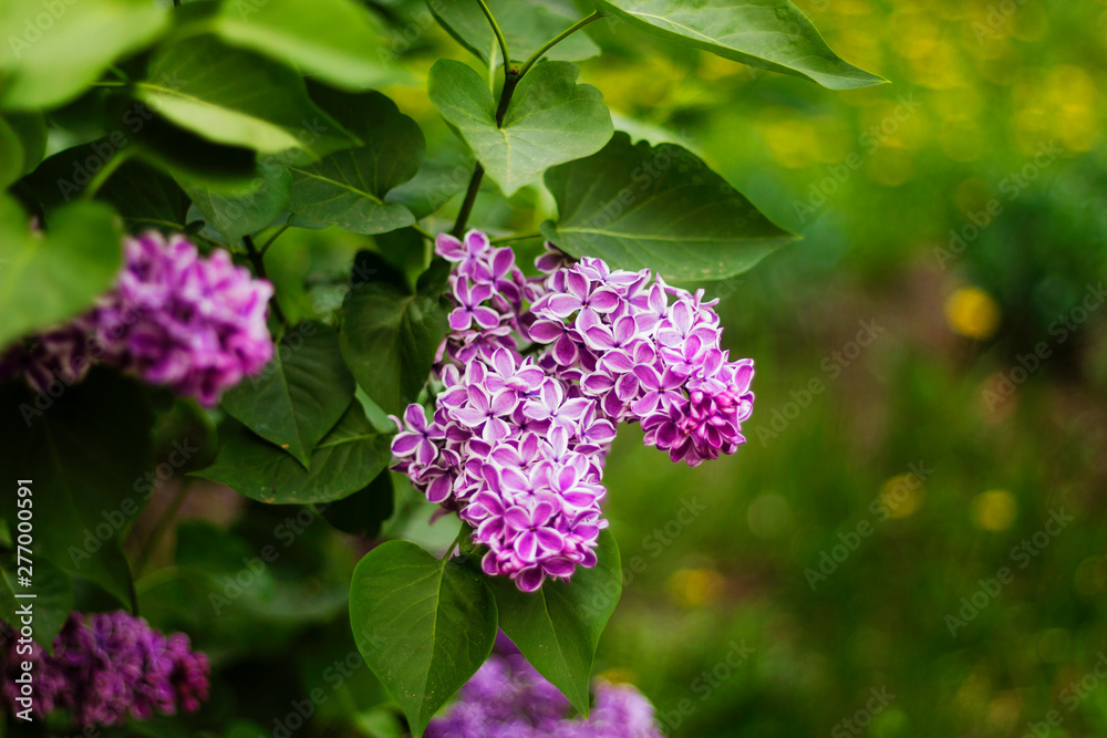 lilac purple varietal flowers with a white border on the petals, a brush of flowers close up lilac purple varietal flowers with a white border on the petals, a brush of flowers close up