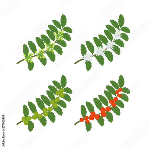 Coffee plant. Bush Tree coffea arabica branch. The ripening process. Flowers, green beans and ripe red beans. Colorful flat vector. Green leaves.
