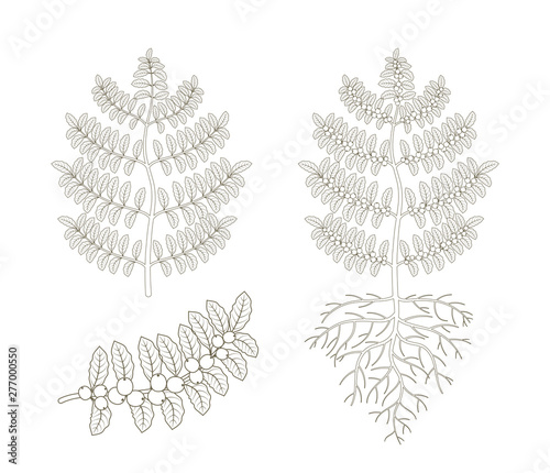 Coffee plant. Bush coffee. Tree coffea arabica beans plantation. A branch with beans. Outline contour vector flat line illustration.