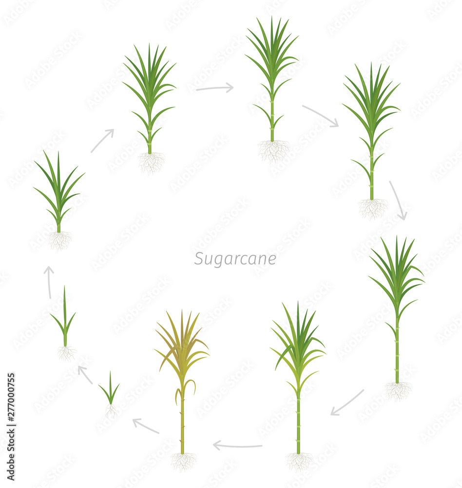 Circular crop stages of Sugarcane. Round growing sugar cane plant used for  sugar production. Vector Illustration animation progression. Stock Vector |  Adobe Stock