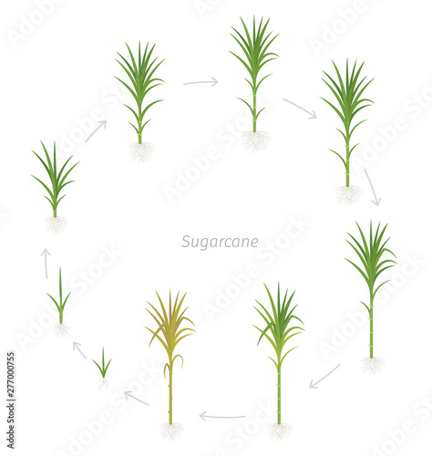 Circular crop stages of Sugarcane. Round growing sugar cane plant used for sugar production. Vector Illustration animation progression.