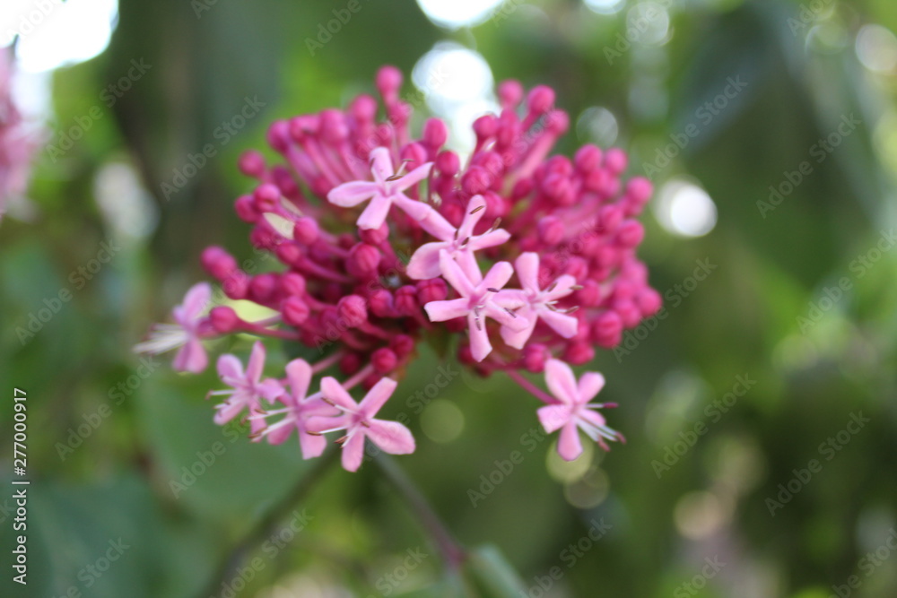 cat flower cat flower